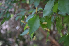 Pisonia aculeata